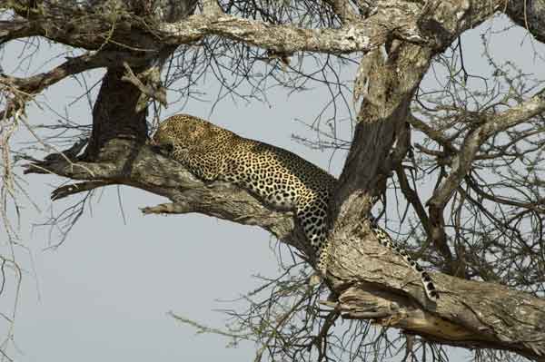 Leopardo - parque nacional de Tarangire - Tanzania 2.jpg